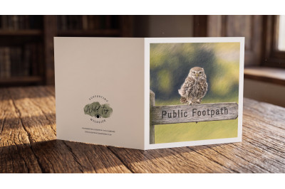Little Owl Greeting Card